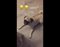 Pug plays dead trick 