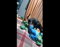 Pet dog plays with the blanket on the bed near another dog