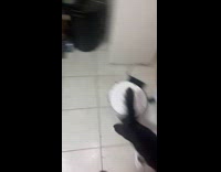 Shopping bag stuck at cats leg 