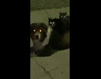 Two cats sit brown dogs back owl