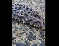 Army of Caterpillar crawl on the driveway
