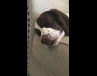 Brown white dog twitches nose sleep couch