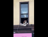 Husky dog look out from the window