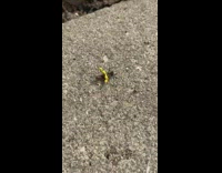 Bee tries to fly with yellow worm 