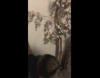 Grey cat told to get off chair 