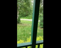 Two moose wanders on the house backyard