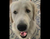 Girl boops nose white golden retriever dog 