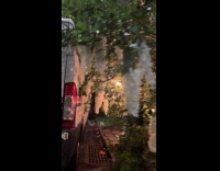 Light bulbs in bush tree street night