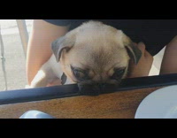 Pug Dog Bites Table at Outdoor Dining