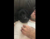 Dog misses berry rolling down shirt of owner 