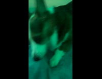 Girl play with corgi dog on bed