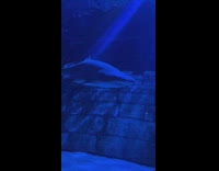 Slow motion shark bump nose on rock aquarium