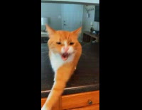 Collab BitchMP - Mean cat hisses at girl baby sitter 