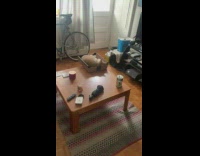 Orange cat laying in box on edge of table 