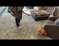 Brown dog walks away from shake command 