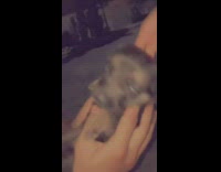 Pink hearts filter on newborn puppy