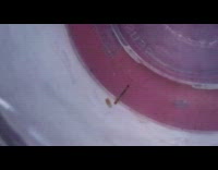 Small worm bugs swim around plastic container 