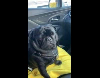 Black pug head tilt listen owner talk