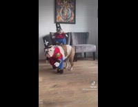 2 bulldogs wear Christmas costumes 