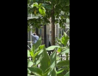 Collab WINY - Group of men blowing whistle and horn 