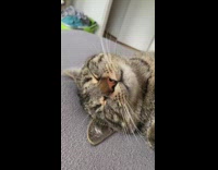 Tabby cat sleep face flinch too much
