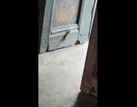 Lizard crawls on floor jumps to door