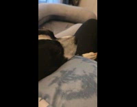 Dog confused feeling baby kick from tummy 