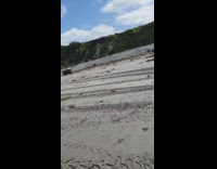Black dog upset white shirt guy beach 