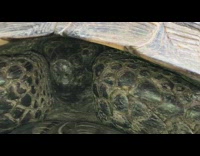 Close up large turtle in shell cat