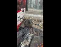 Grey baby pigeon bird bites air guy