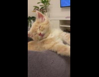 Kitten falling asleep on cat bed