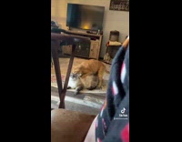 Chihuahua comes to help cat being laid on by other 