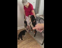 Small puppy walks up to big dog and grandma 