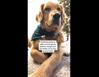 Collab Pets For All - Dog facetimes santa about address change shelter 