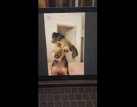 Guy facetime with his dog laptop