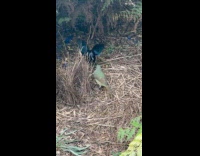 Bird mate call sounds like laser gun