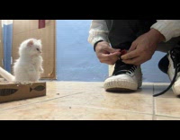 White kitten look at man trying shoelace