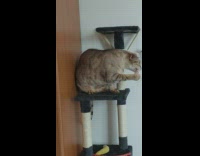 Brown cat on cat tower playing with feather rat toy 