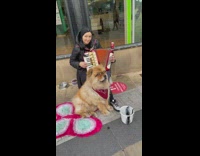 Woman plays the accordion beside pet dog