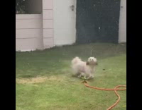 Brown dog plays with orange sprinkler grass