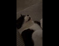 Cat lie down on couch  teeth shown