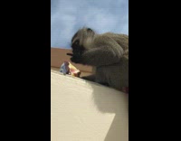 Monkey on building eats bag of chips 