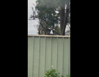 Collab DailyDoseOfInternet - Magpie bird steal clothes hanger from backyard 