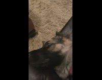 Black brown dog lays on back sweater