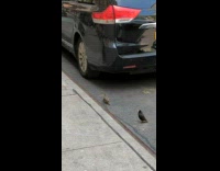 Collab WINY - Bird eat chicken leg on the ground near black car
