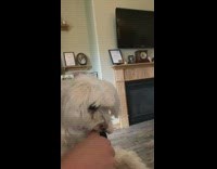 Guy holds white dog tongue hangs out