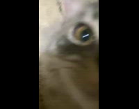 Cat Plays with Plywood then Bites Camera