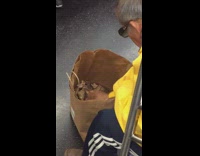 Man crumples and breaks apart pieces of bread in to paper bag on subway train