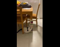 Cat scratch pad installed on table leg