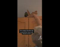 Bird gets into grandams house and then becomes her friend 